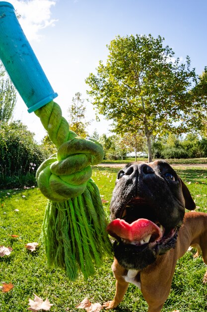 Boxer Dog With A Big Smile at park