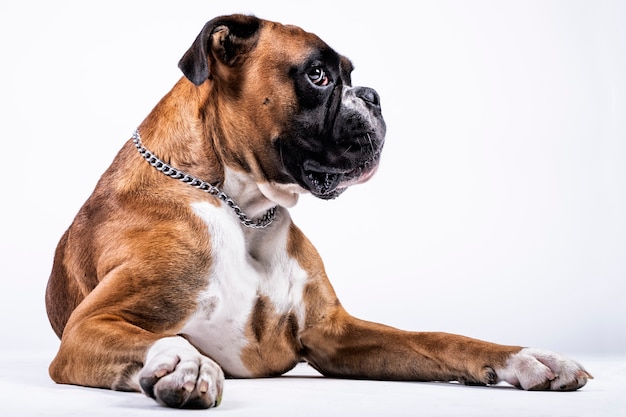 Boxer dog with suggestive look on white background