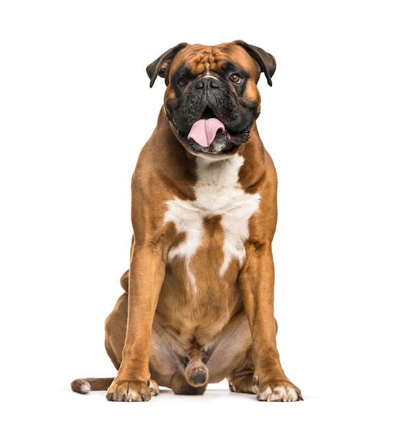 Boxer hond hijgen, zitten