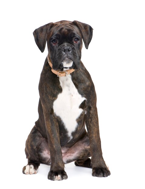 Boxer hond portret geïsoleerd