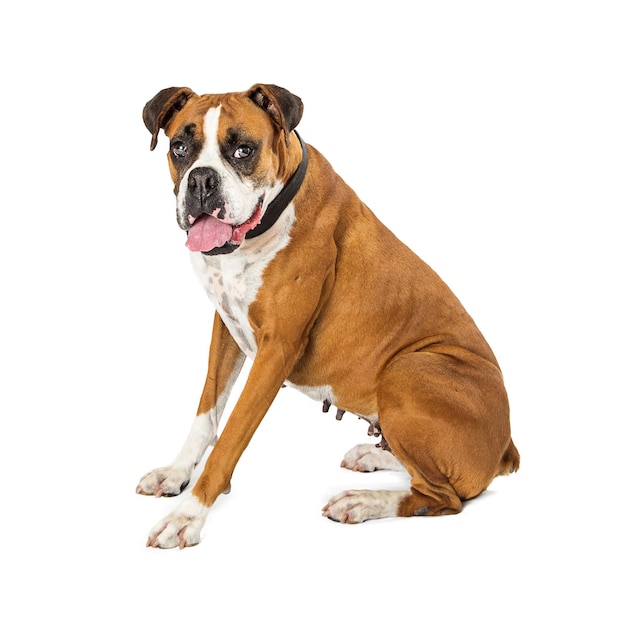 Boxer Mix Dog Sitting Side on White