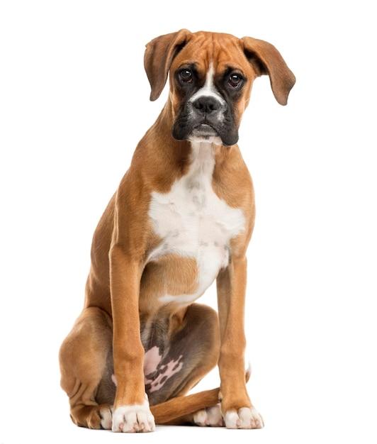 Boxer sitting in front of a white wall