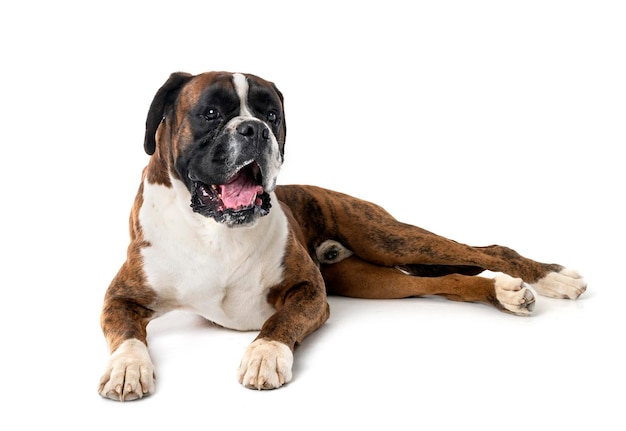 Boxer in studio