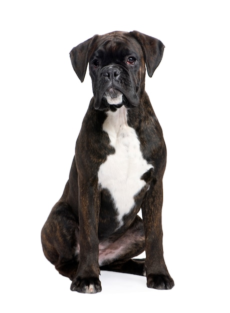 Boxer with 5 months. Dog portrait isolated
