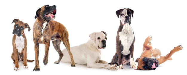 Boxers dogs