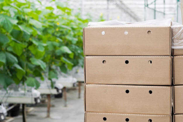 Boxes with fresh ripe cucumber. Organic food and vegetables. Healthy eating. Hydroponics