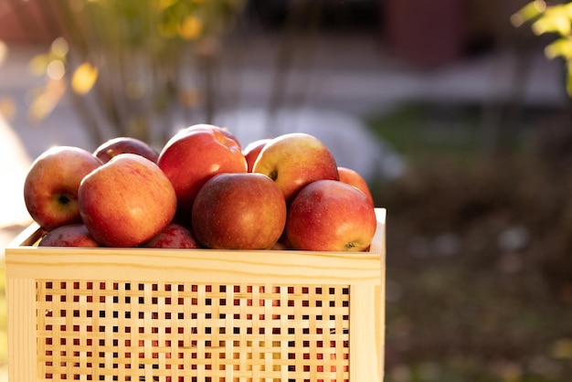 빨간 사과가 있는 상자는 정원에 있는 서랍에 있는 잘 익은 사과를 닫습니다.