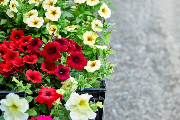 Boxes with seedlings of flowers petunia for planting outdoor.