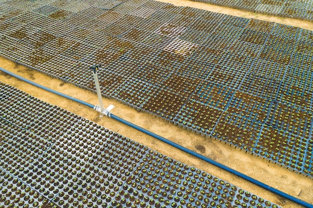 Boxes with young seedlings top view.