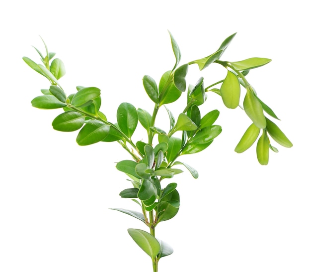 Boxwood branch isolated on white background Green boxwood sprig Buxus with clipping path