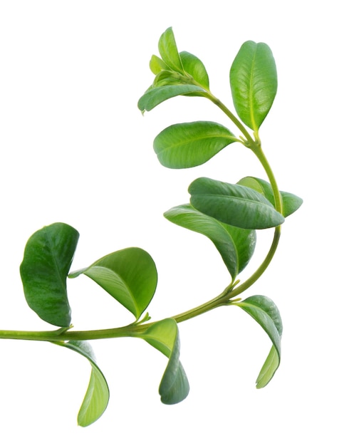 Boxwood branch isolated on white background Green boxwood sprig Buxus with clipping path