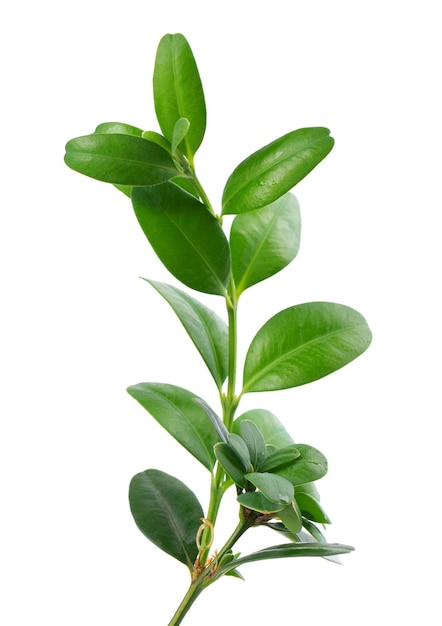 Boxwood branch isolated on white background Green boxwood sprig Buxus with clipping path