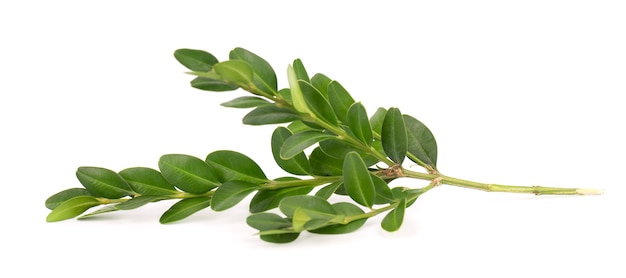 Boxwood branch isolated on white