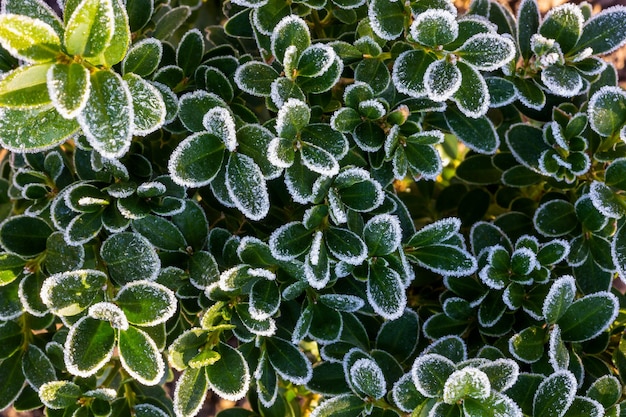 Boxwood branches with green leaves covered with frost top view