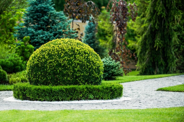 Foto disegno ornamentale del giardino del cespuglio di bosso