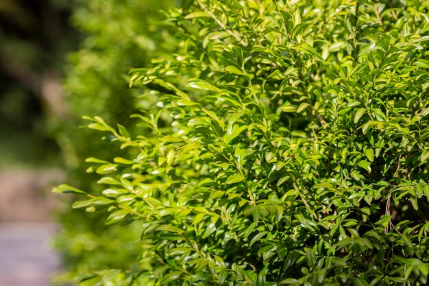 회양목 buxus sempervirens의 젊은 회양목은 가지에 나뭇잎