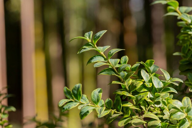 회양목 buxus sempervirens의 젊은 회양목은 가지에 나뭇잎