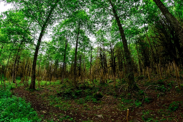 Boxwood Forest. Rize - Turkey