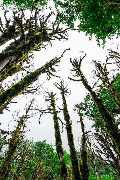 Boxwood Forest. Rize - Turkey