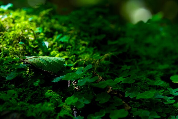 Boxwood Forest. Rize - Turkey