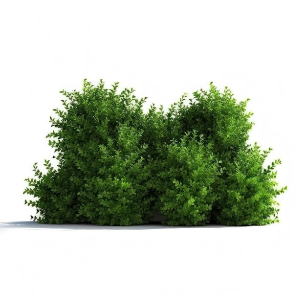 boxwood hedging shrubbery green bush plant png topiaries vegetation shrub hedge fo