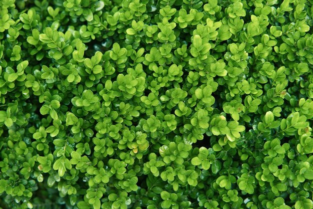 Boxwood immergroene bladeren close-up Natuurlijke groene achtergrond