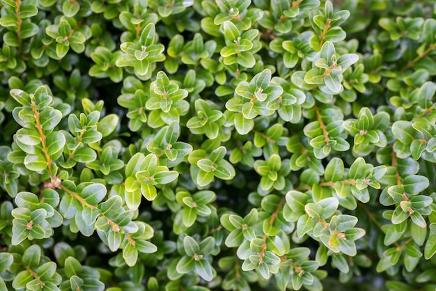 Boxwood surface