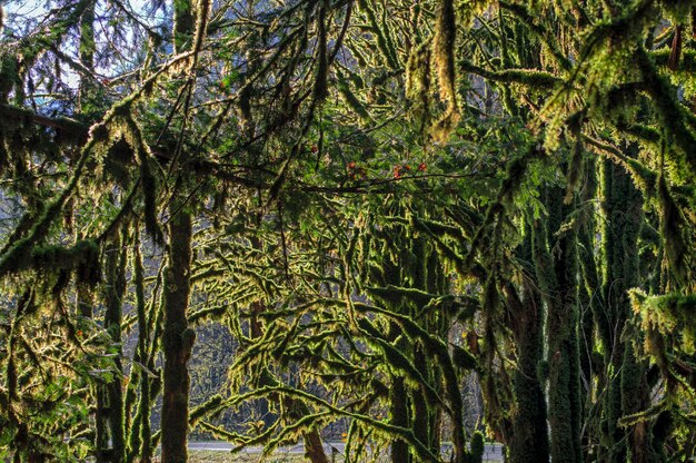 Boxwood trees covered with green dense moss