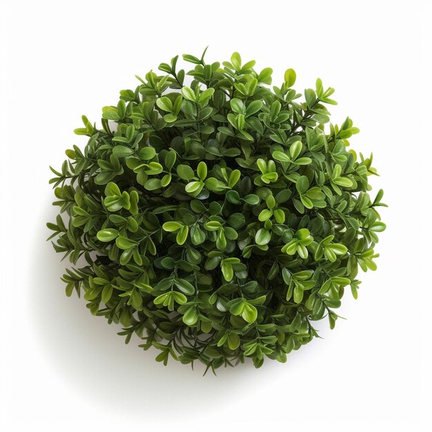 boxwood on white background