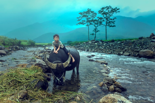 The boy are riding a buffalo.