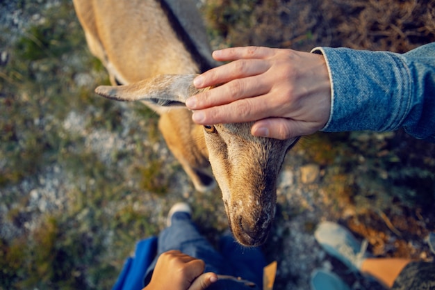 Boy a child of four years 4 walks with goats on a mountain in Dagestan during sunset