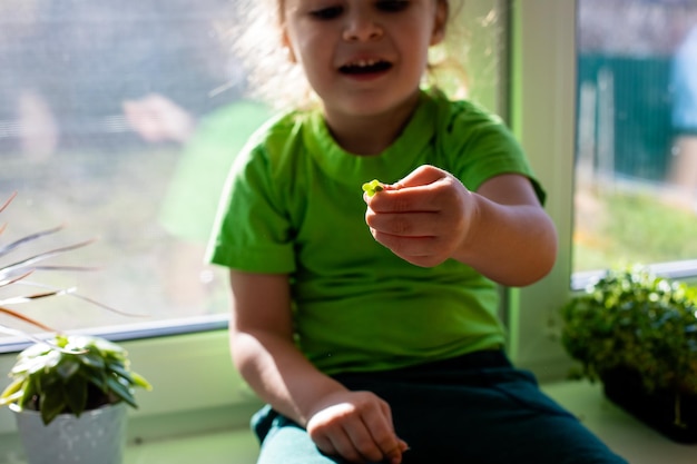 台所の窓辺でマイクログリーンを切る少年