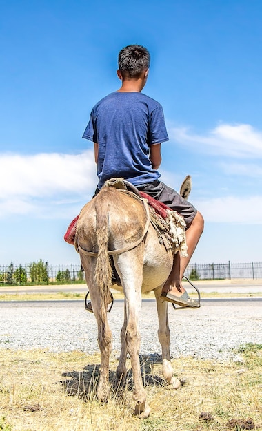 Boy on donkey landscape