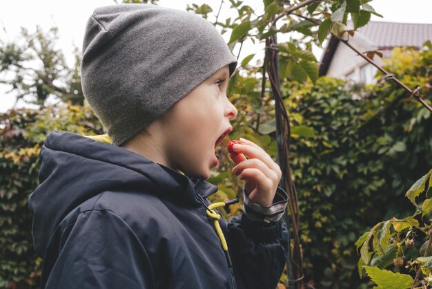 Boy eats a ripe red berry of a remontant raspberry in the backyard in the garden