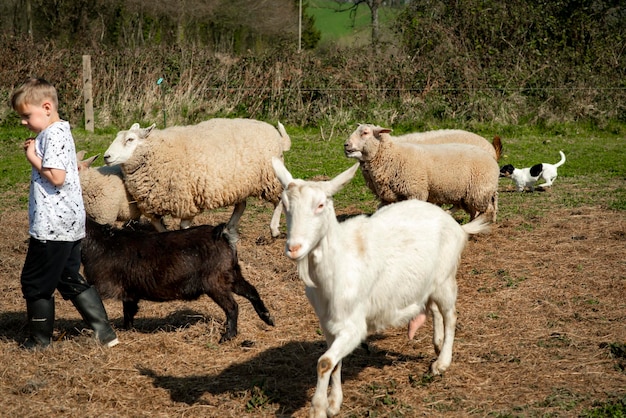 A boy of eight years old walks next to grazing goats