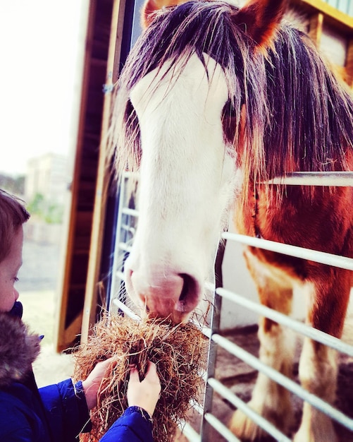 Foto ragazzo che dà da mangiare all'erba al cavallo nella stalla