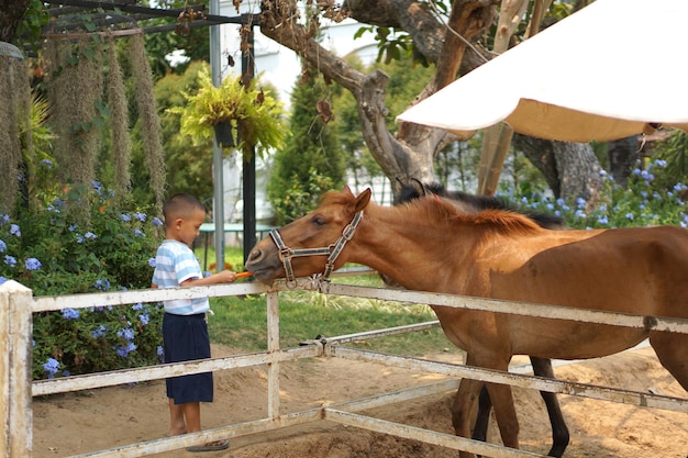 Boy feeding horses in the park