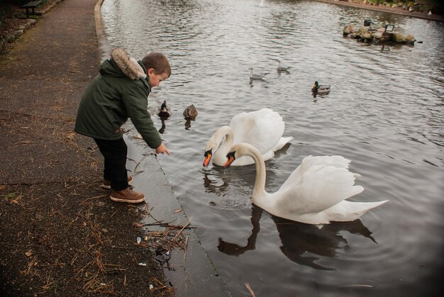 Photo boy feeding swans in lake