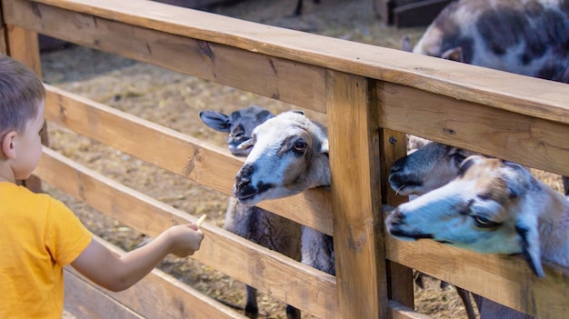 the boy feeds the animals in the zoo selective focus nature