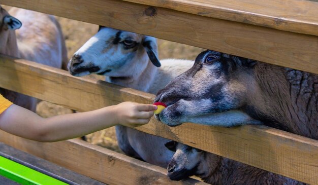 the boy feeds the animals in the zoo selective focus nature