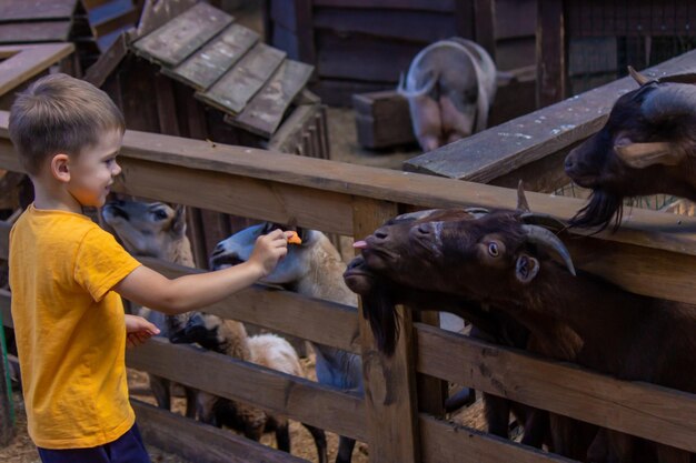 The boy feeds the animals in the zoo