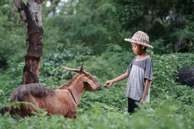 野原でヤギに餌をやる少年。