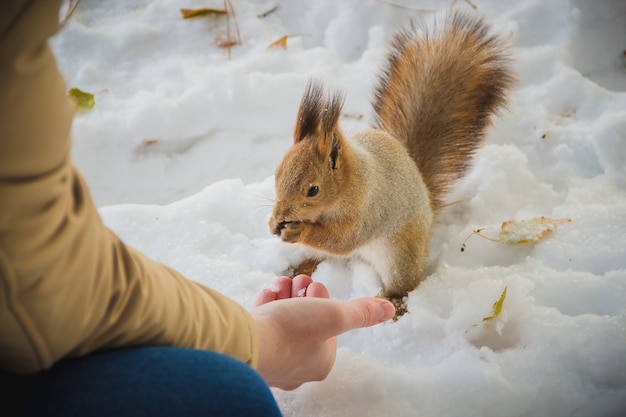 The boy feeds a squirrel by nuts