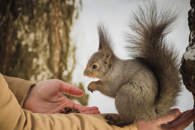 Photo the boy feeds a squirrel by nuts