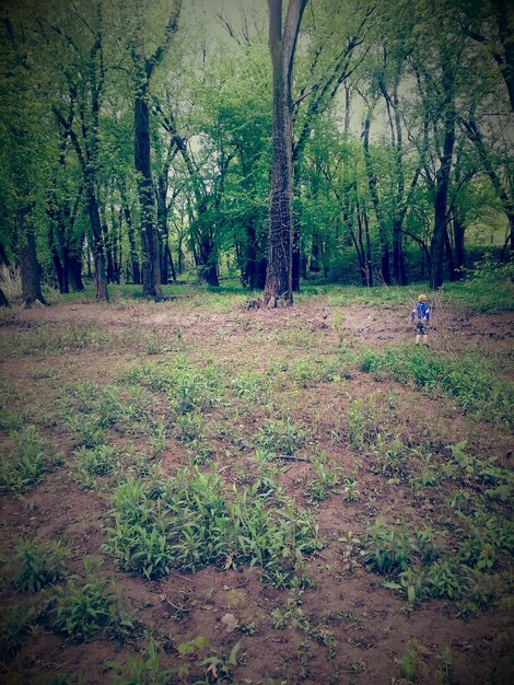 Photo boy at forest