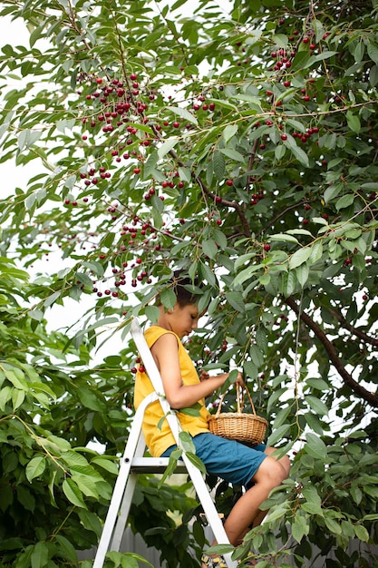 桜の木の近くのはしごの上で、かごに入ったサクランボを収穫する少年