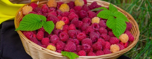 The boy holds a basket with ripe raspberry berries