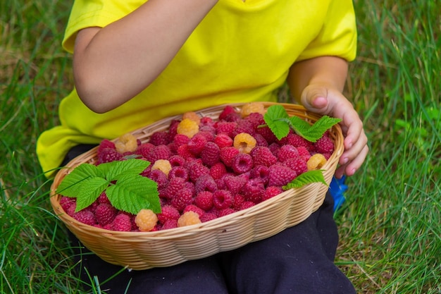 The boy holds a basket with ripe raspberry berries