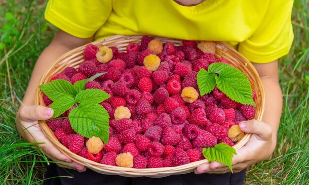 The boy holds a basket with ripe raspberry berries