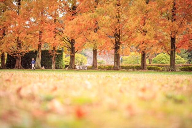 写真 秋の公園にいる少年